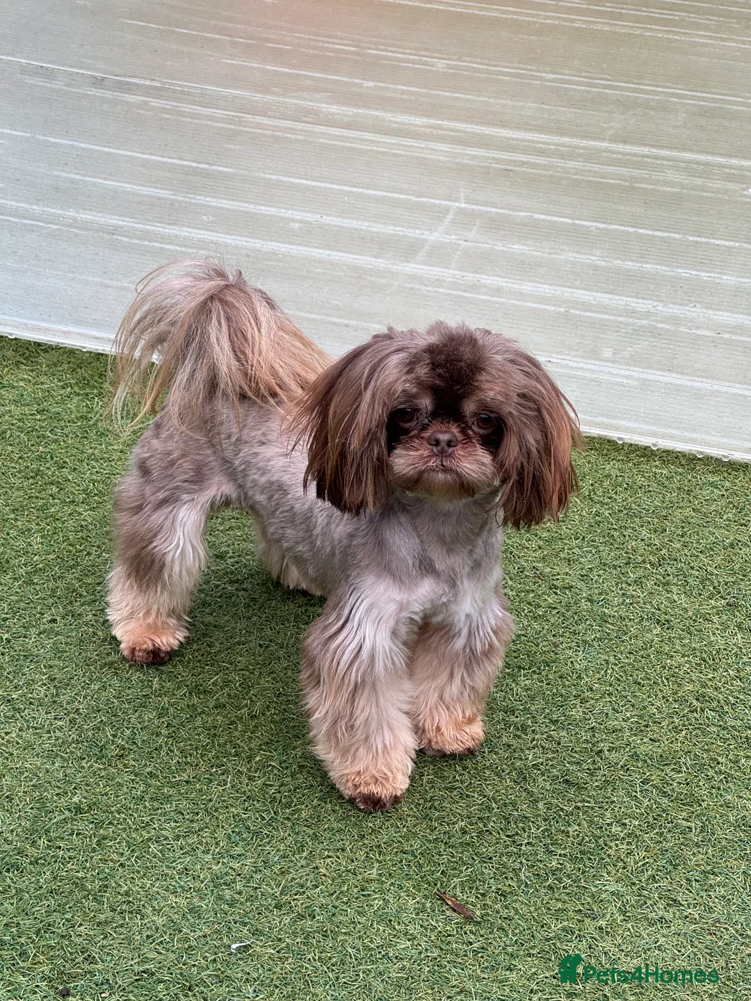 Shih Tzu dogs for stud: BAILEY. Choc dobie carries blue  - Advert 2