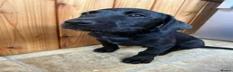 Labrador Retriever dogs for sale: 6th Generation KC Pedigree Labrador Retriever  - Advert 8