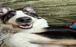 Border Collie dogs for sale: 7 Month Old Border Collie - Image 11