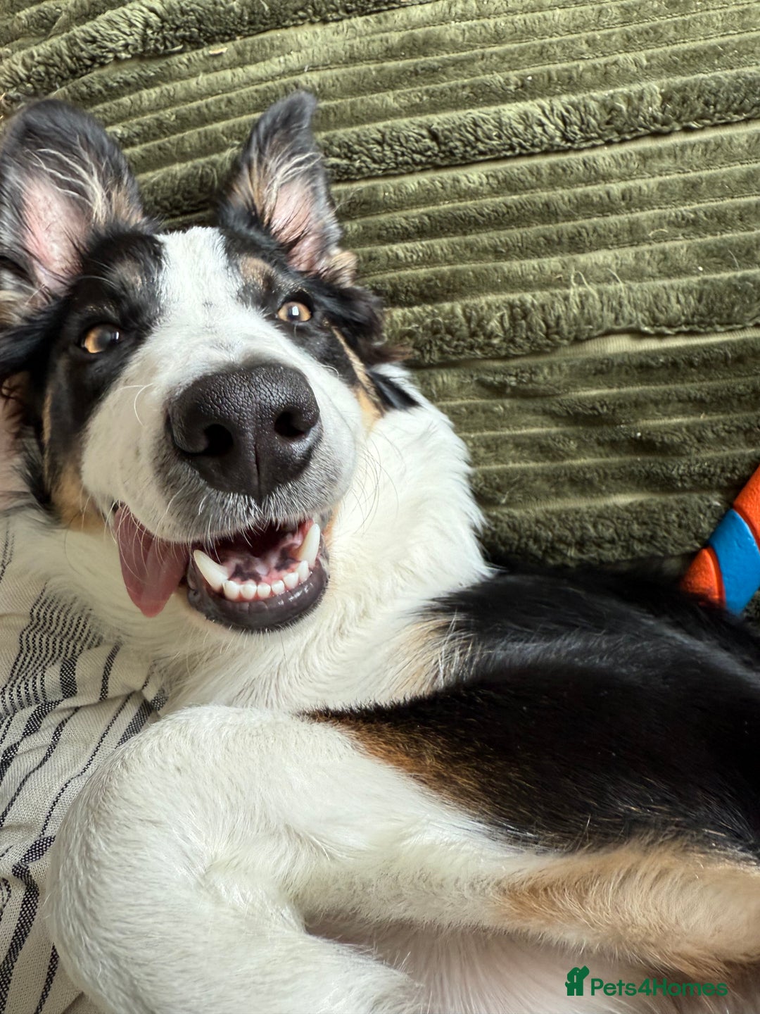 Border Collie dogs for sale: 7 Month Old Border Collie - Image 11