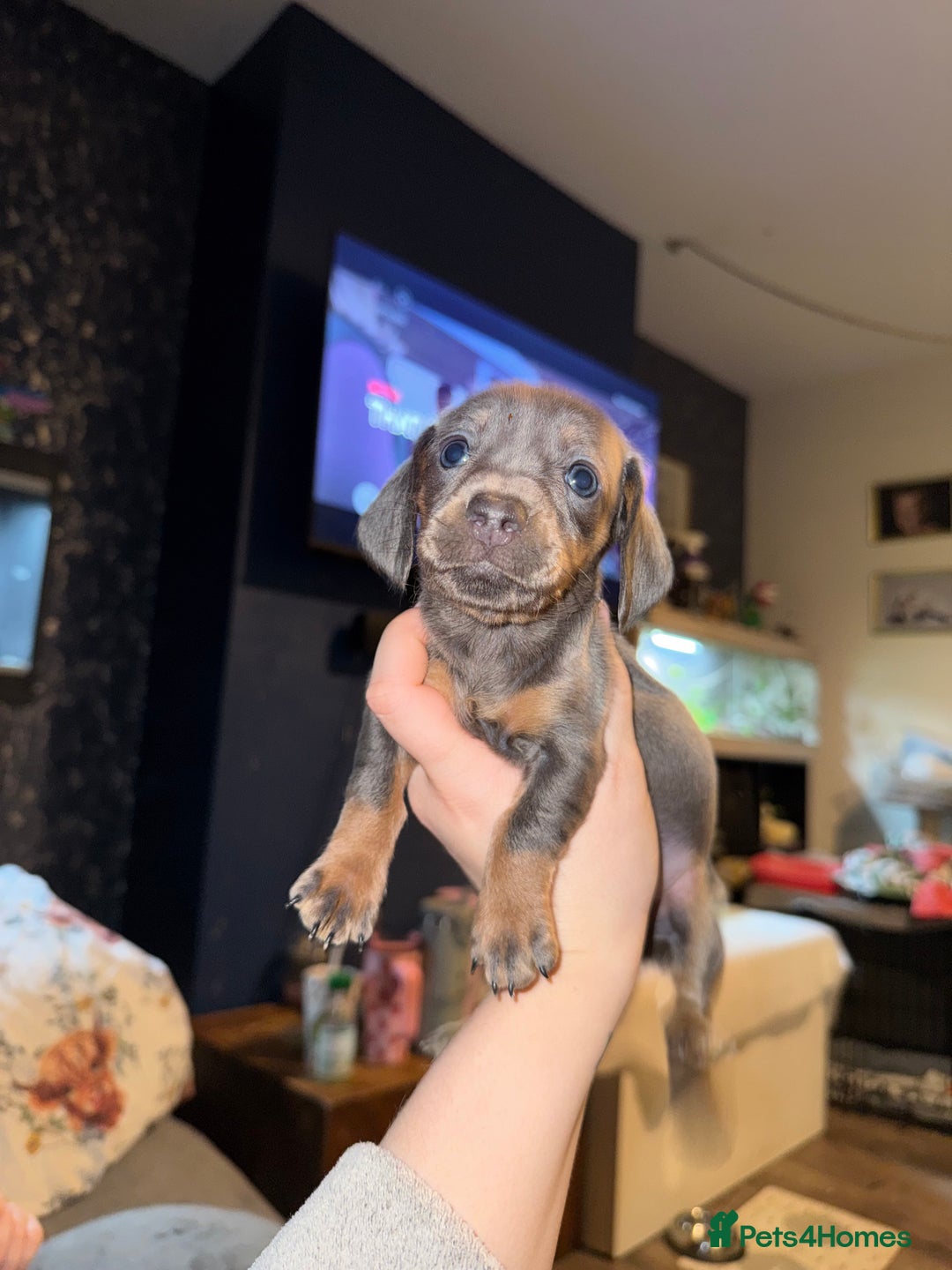 Dachshund dogs for sale: STUNNING dashaunds!!  - Advert 14