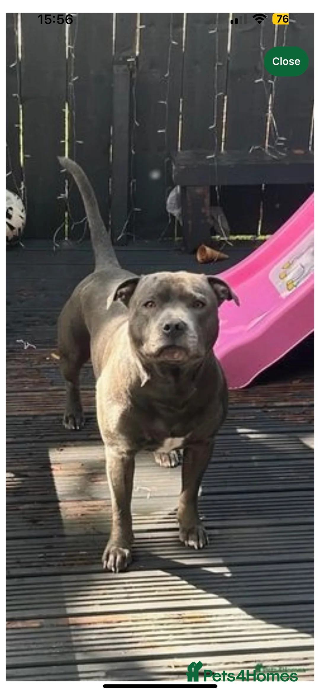 Staffordshire Bull Terrier dogs for stud: Blue Staffordshire Bull Terrier for STUD!  in Newcastle upon Tyne - Advert 4