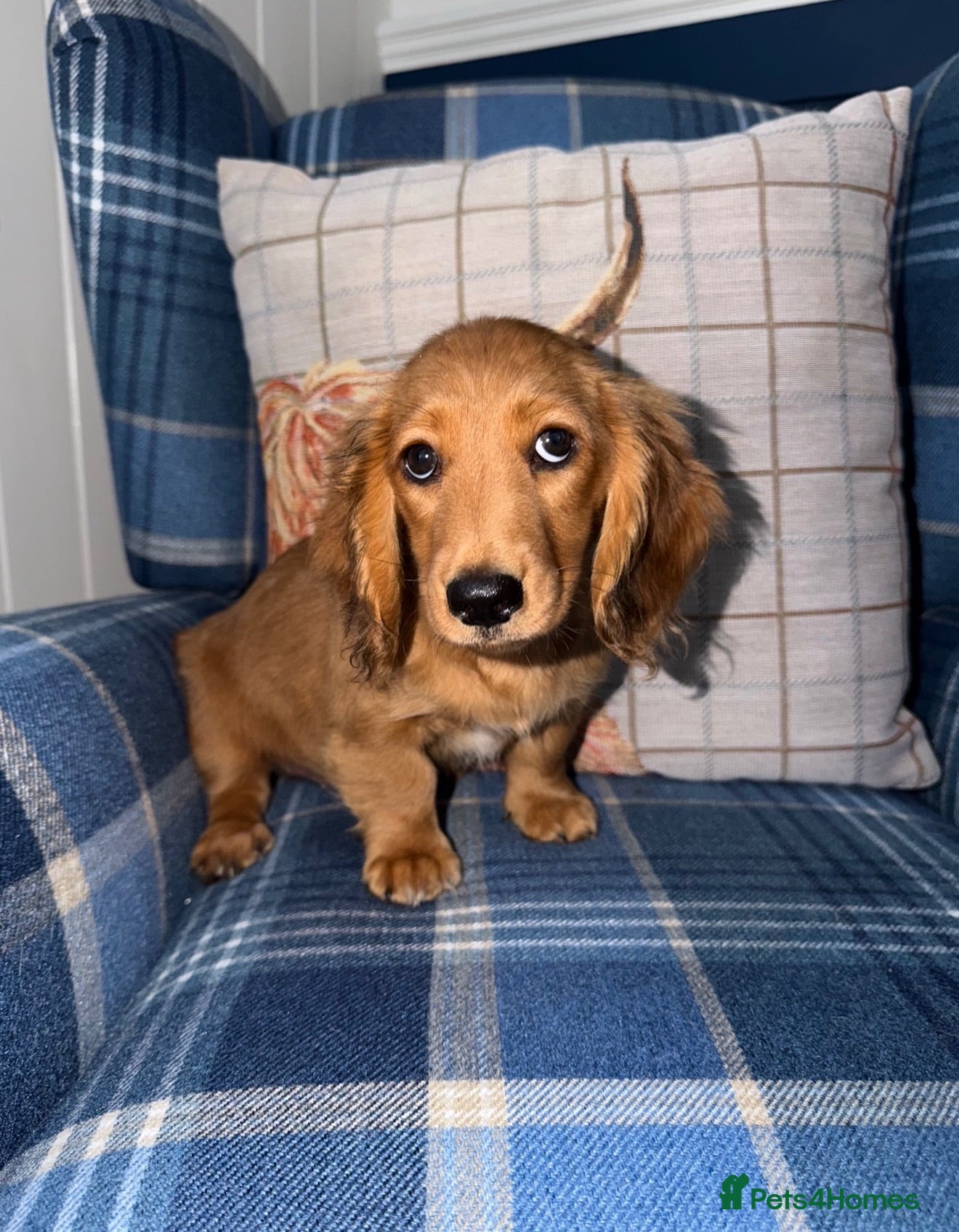 Miniature Dachshund dogs 🩷Stunning Long Haired Mini Dachshunds💙 - Advert 1