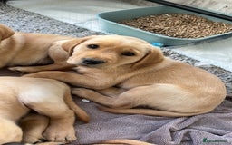 Labrador Retriever dogs for sale: Beautiful Labrador Puppies  - Image 35