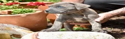 Mixed Breed dogs for sale: Silver Grey Male Cane Corso / Bulmastiff PuppY - Advert 4