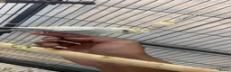 Budgerigars birds for sale: Hand tamed rainbow clearwing budgies  - Advert 8