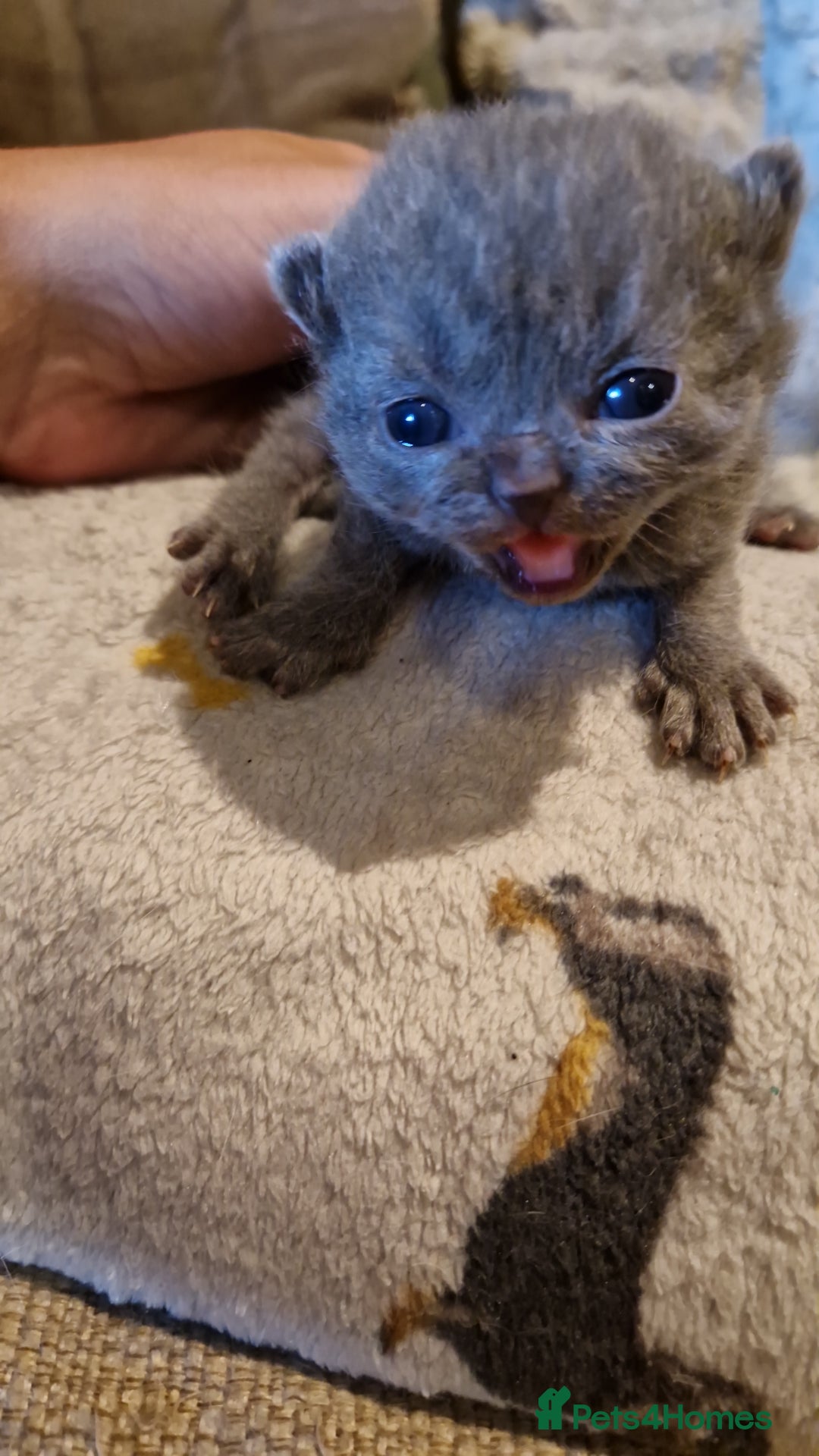 British Shorthair cats for sale: Beutiful British shorthair kittens  - Image 7