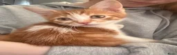 Mixed Breed cats for sale: Beautiful half bengal kittens  - Advert 4
