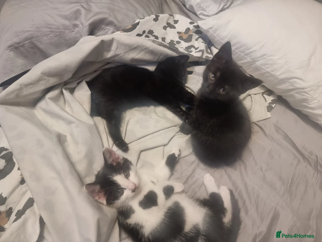 Mixed Breed cats for sale: Beautiful mixed kittens, very playful  - Advert 2