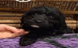 Cockapoo dogs for sale: Cockapoo pups - Advert 1