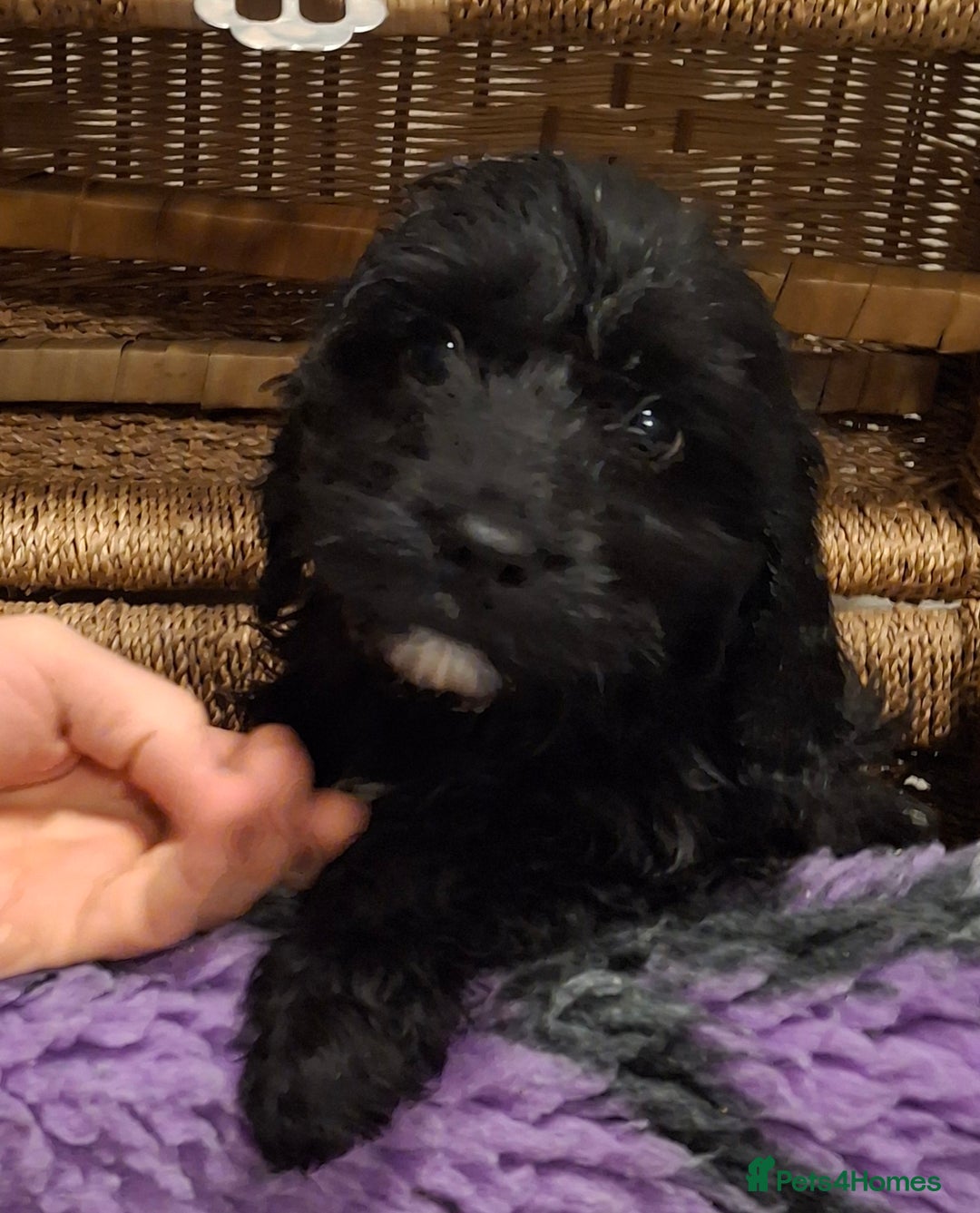 Cockapoo dogs for sale: Cockapoo pups - Advert 1