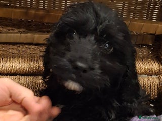 Cockapoo dogs Cockapoo pups - Advert 3