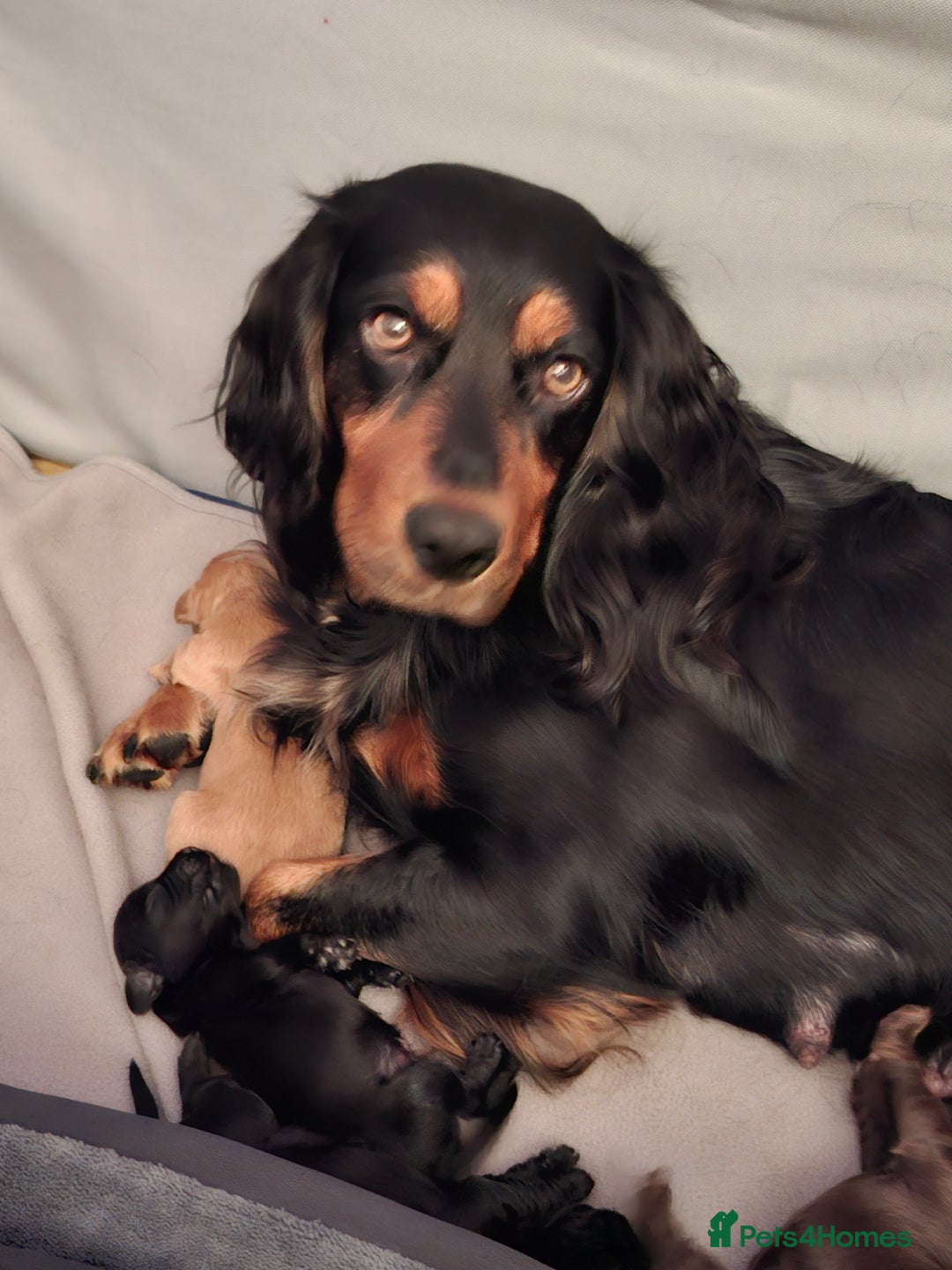 Cocker Spaniel dogs for sale: KC Registered Working Cocker Spaniel Puppies - Advert 8