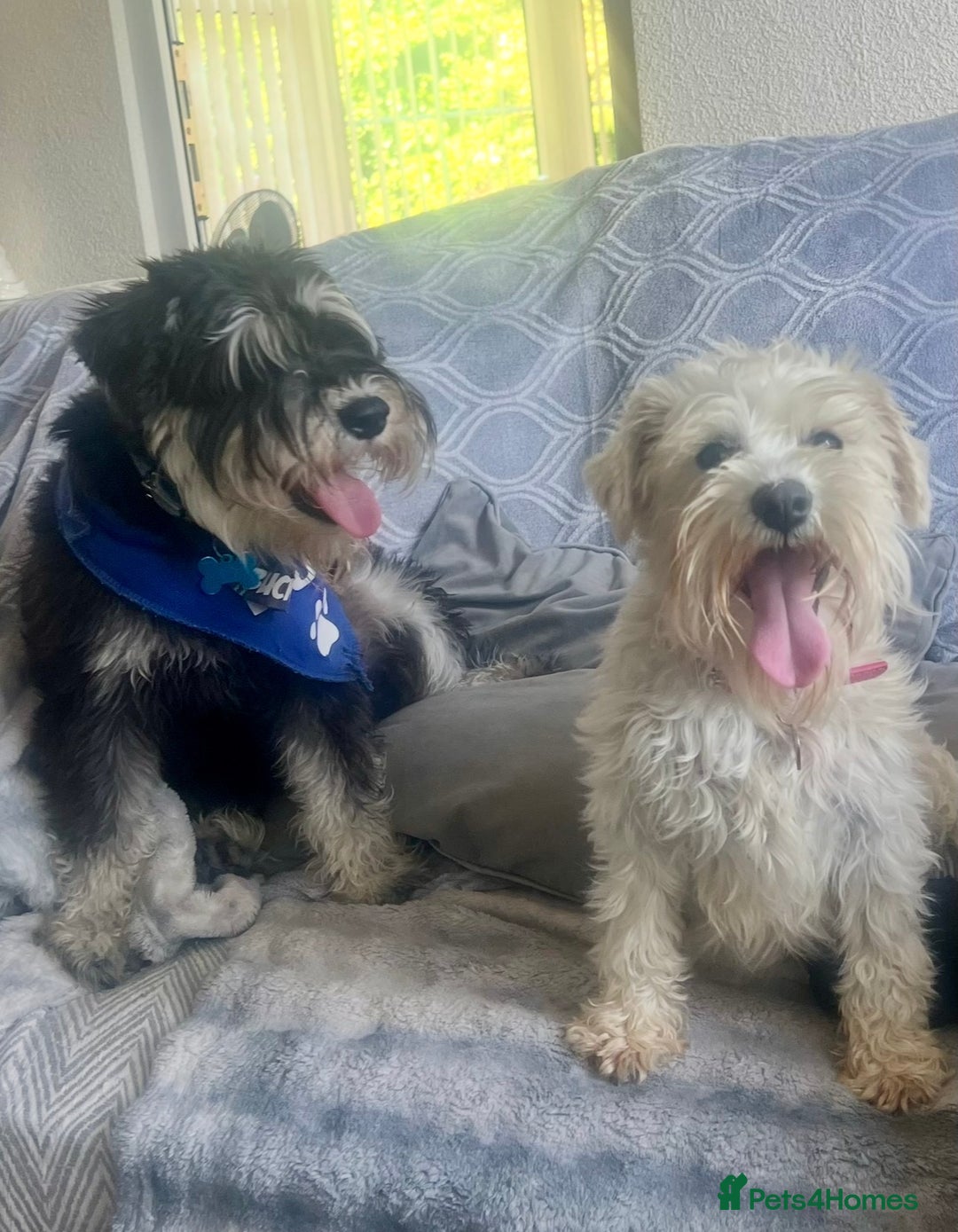 Miniature Schnauzer dogs for sale: 🤎🖤🩶Stunning Miniature Schnauzer Pups🩶🖤🤎 - Advert 13