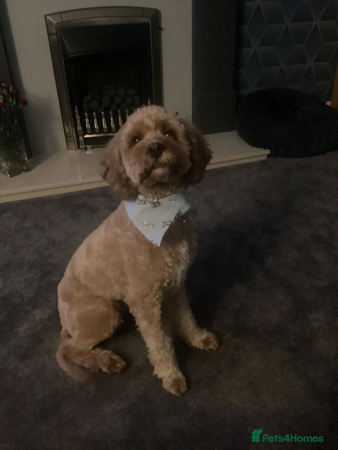 Cavapoo dogs for sale: Cavapoo - Advert 1