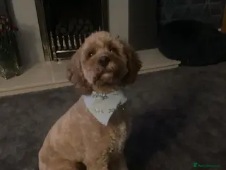 Cavapoo dogs Cavapoo - Advert 2