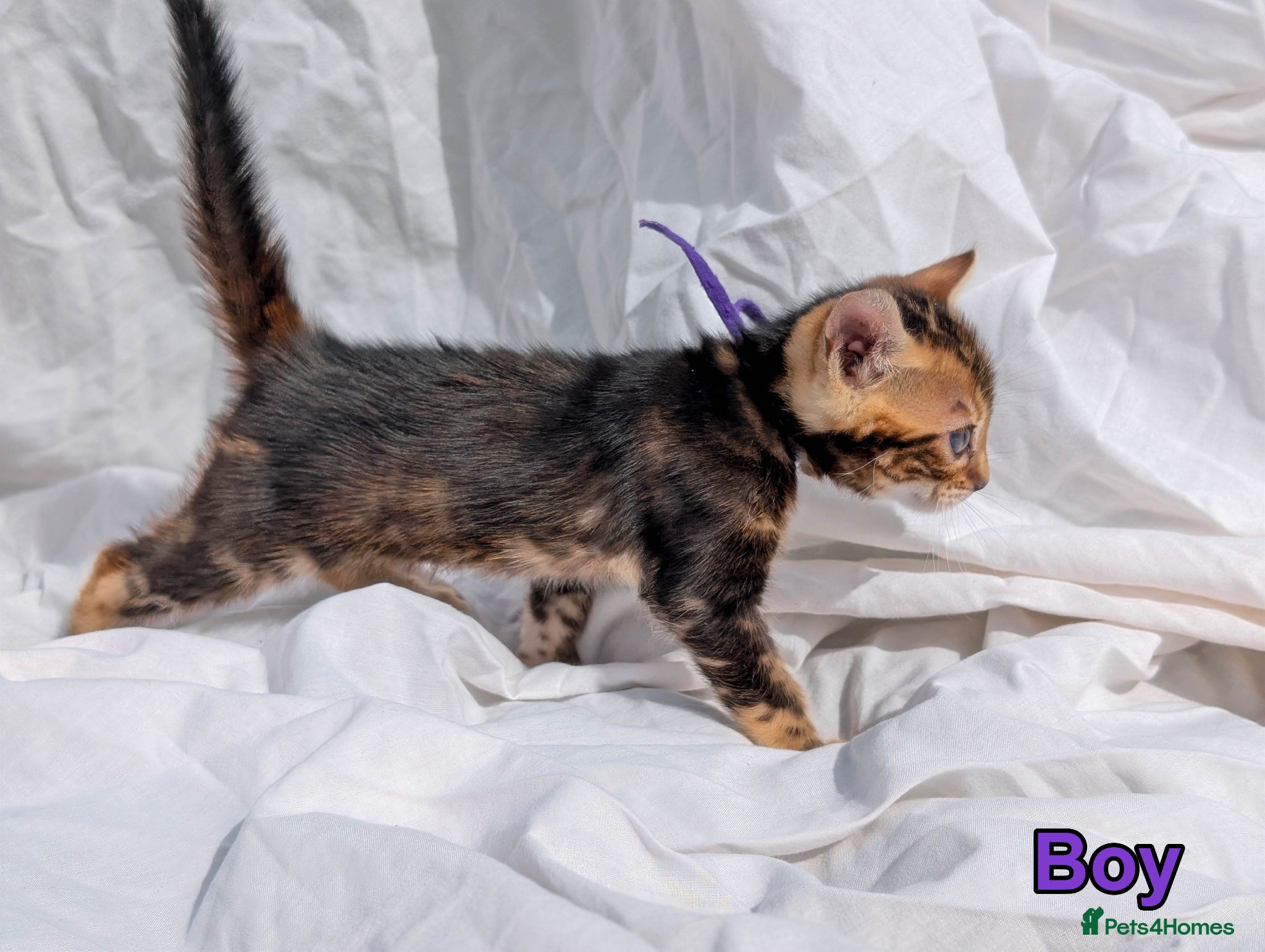 Bengal cats TICA Bengal Kittens | Charcoal | Health Tested - Advert 1