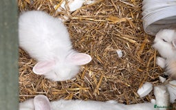 Lionhead rabbits for sale: Lionhead x lowered baby rabbits  - Image 14