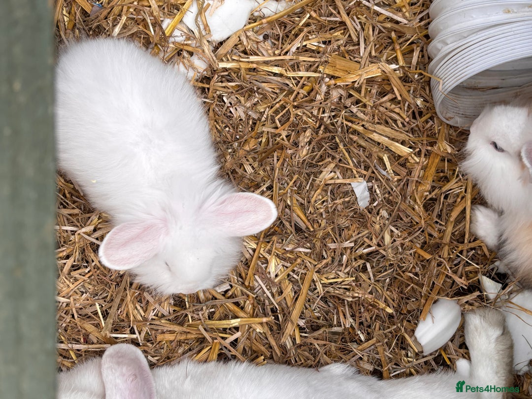 Lionhead rabbits for sale: Lionhead x lowered baby rabbits  - Image 14