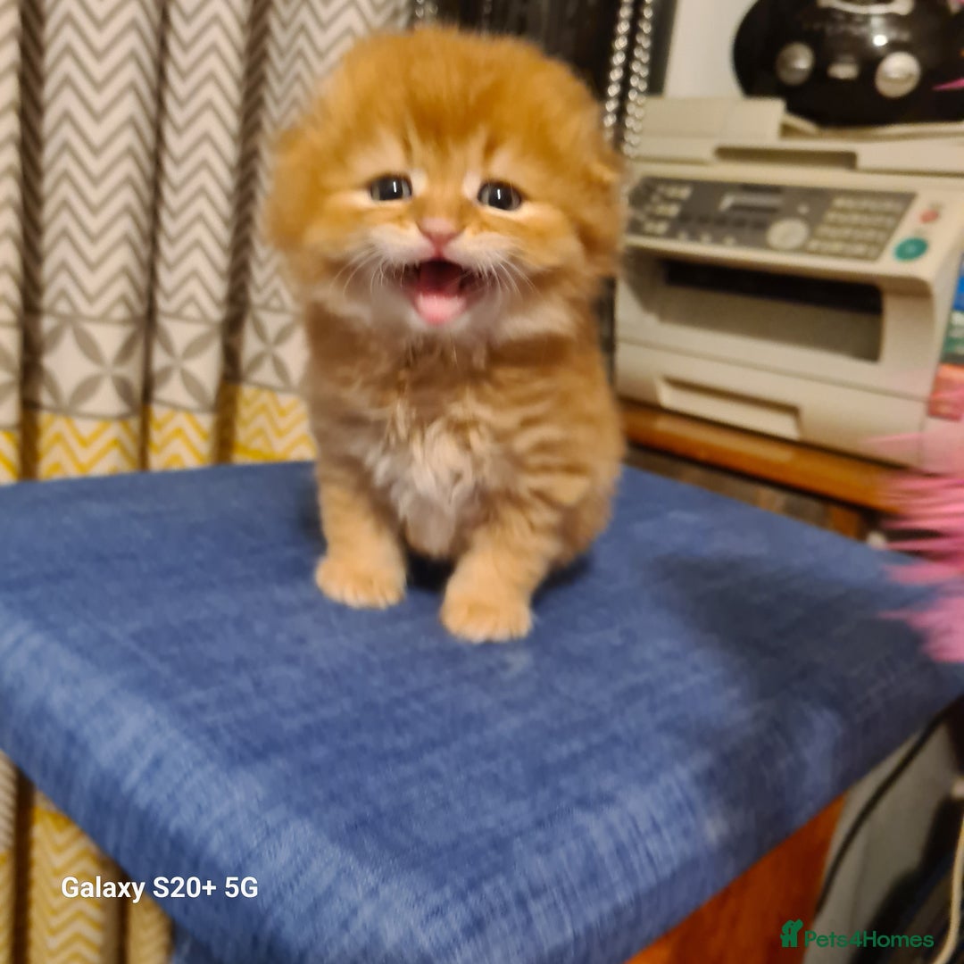 Scottish Fold cats for sale: Scottish fold looking for forever home - Image 13