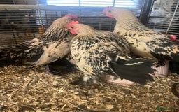 Hens poultry for sale: Lemon Millefleur Sablepoots for sale in Bolton  - Image 6
