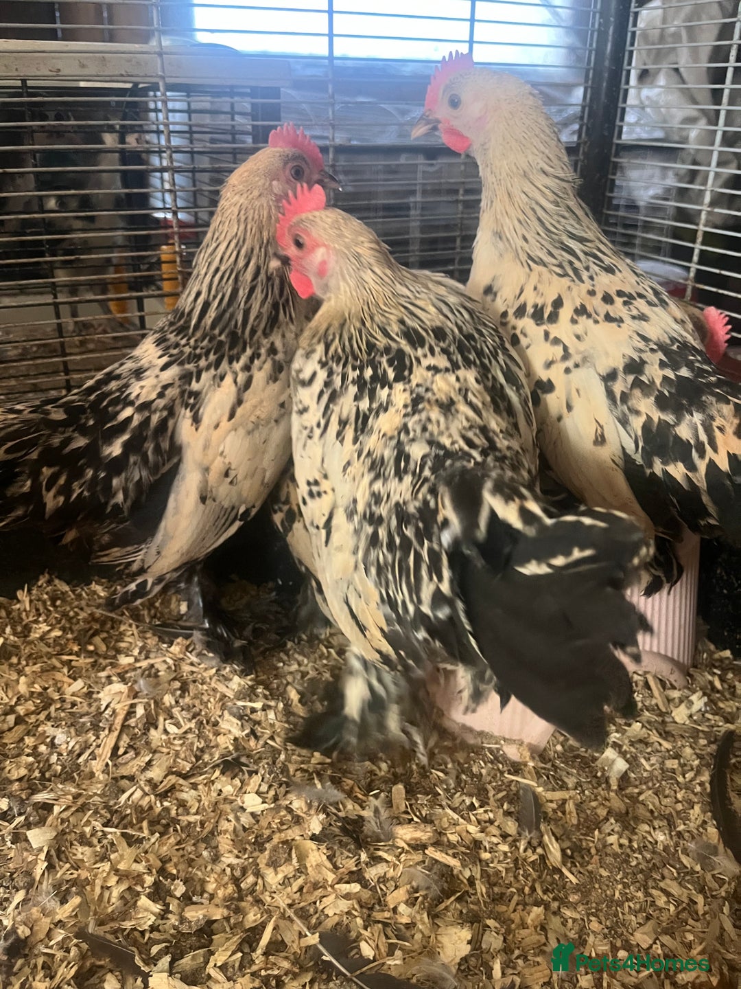 Hens poultry for sale: Lemon Millefleur Sablepoots for sale in Bolton  - Image 6