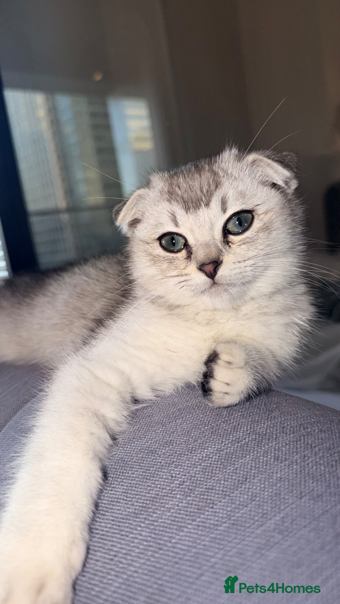 Scottish Fold cats Beautiful Scottish Fold Luca - Advert 3