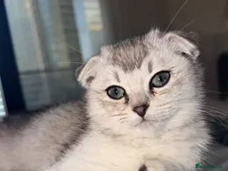 Scottish Fold cats Beautiful Scottish Fold Luca - Advert 1
