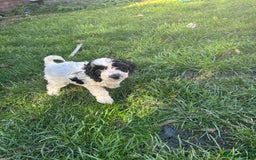 Cockapoo dogs for sale: Cockapoo puppies - Image 8