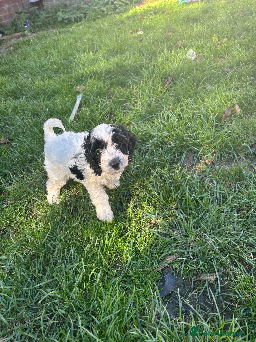 Cockapoo dogs for sale: Cockapoo puppies - Image 8
