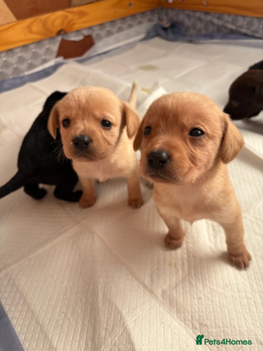 Springador dogs for sale: Labrador/Springador cross pups - Advert 3