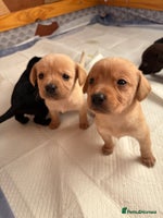 Springador dogs Labrador/Springador cross pups - Advert 2