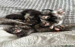 American Shorthair cats for sale: 🌟Adorable kittens now ready 4 forever home🌟 - Image 2