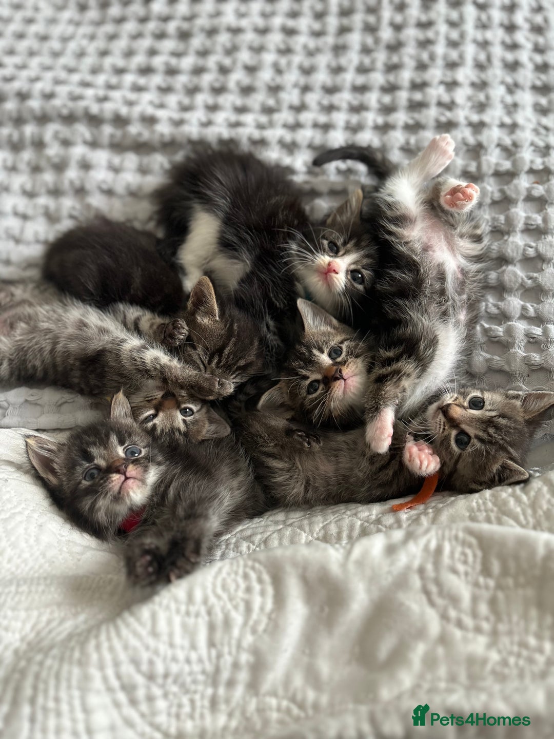 American Shorthair cats for sale: 🌟Adorable kittens now ready 4 forever home🌟 - Image 2