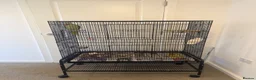 Parrots birds for sale: Very sweet Alexandrine female parrot in Watford - Advert 7