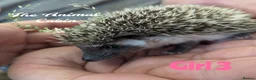Pygmy Hedgehog rodents for sale: African pygmy hedgehog babies. Very friendly! - Advert 7