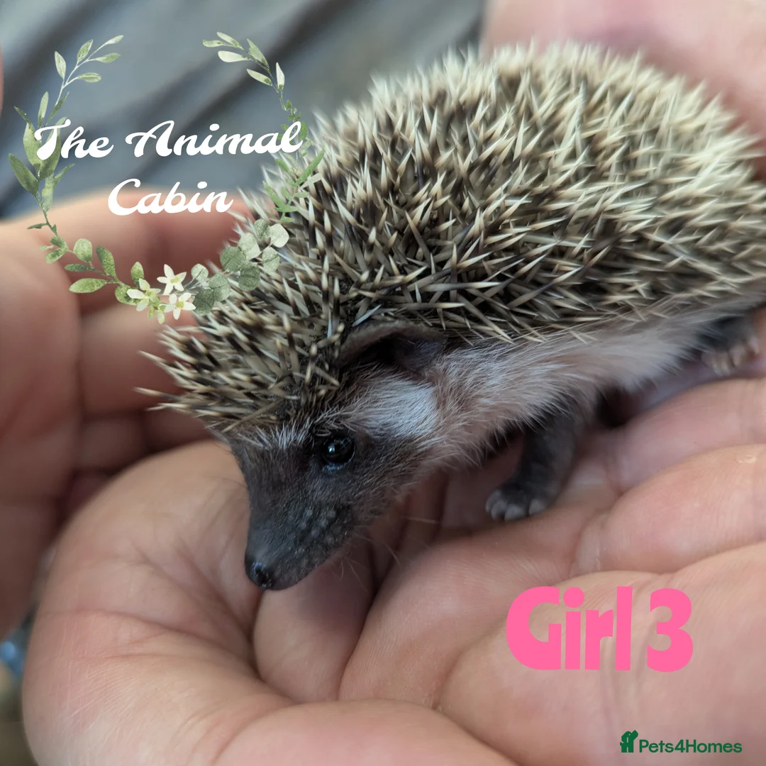 Pygmy Hedgehog rodents for sale: African pygmy hedgehog babies. Very friendly! - Advert 7