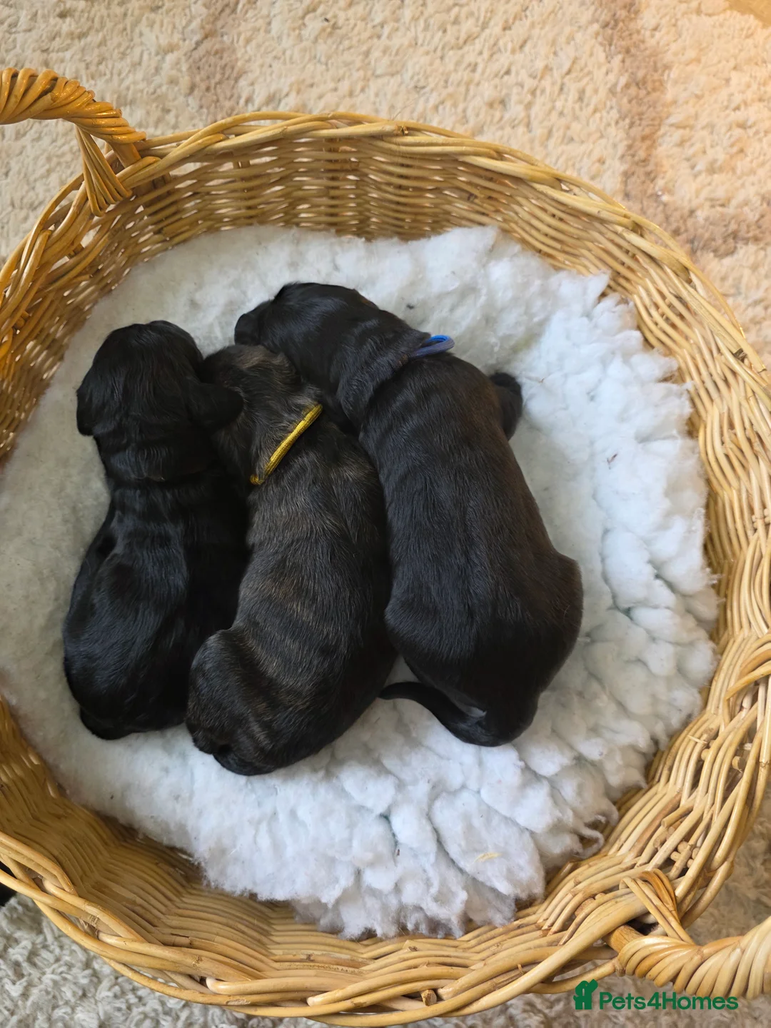 Goldendoodle dogs for sale: Outstanding F1 Goldendoodle Puppies - Advert 4