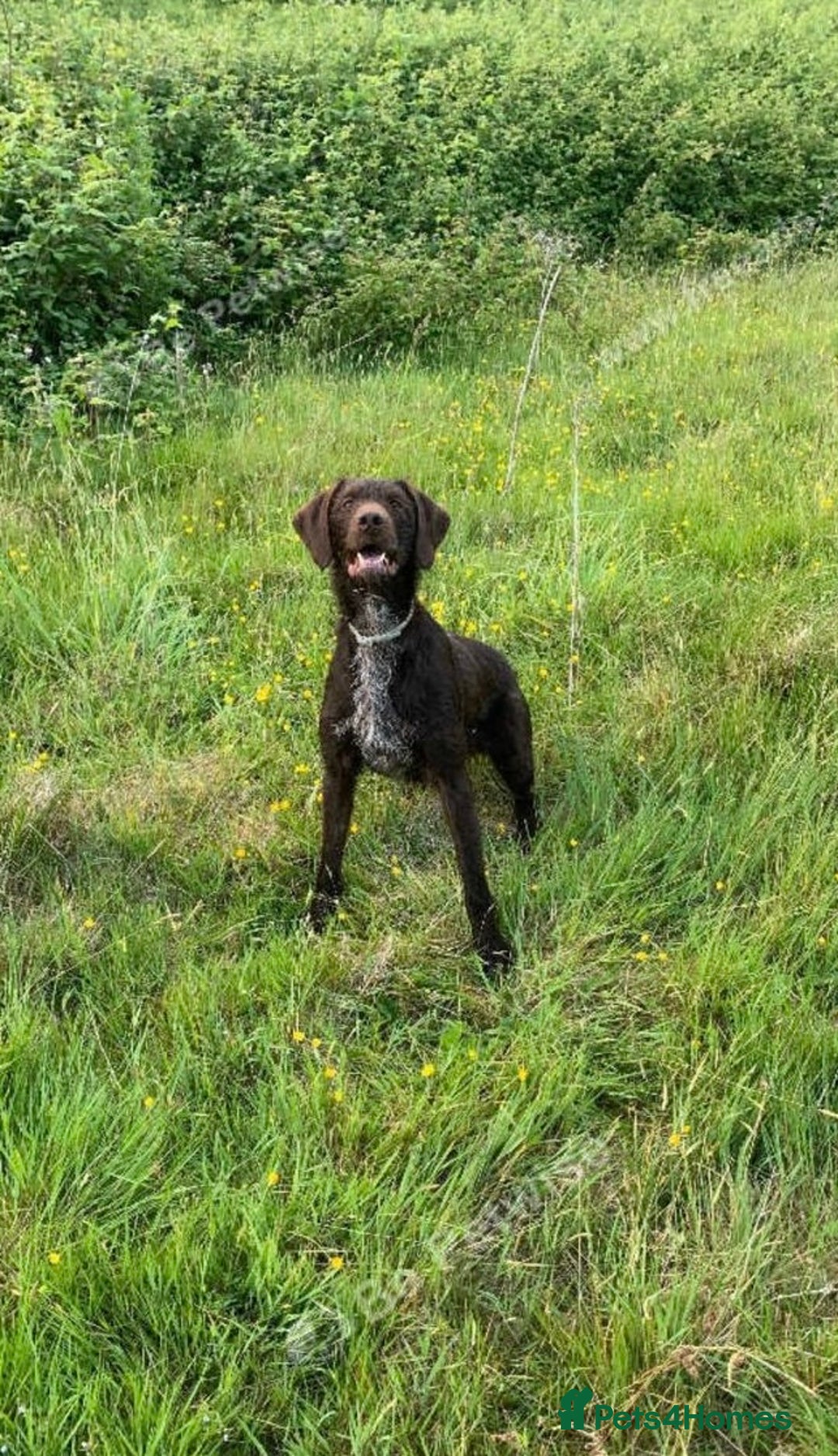 German Wirehaired Pointer dogs for sale: 11 German Wirehaired Pointer Puppys - Advert 1
