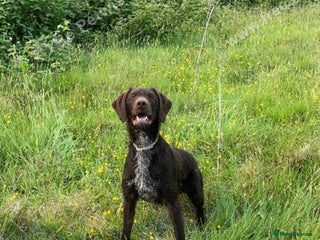 German Wirehaired Pointer dogs 11 German Wirehaired Pointer Puppys - Advert 9