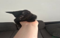 Domestic Shorthair cats for sale: Playful male kitten - Image 4