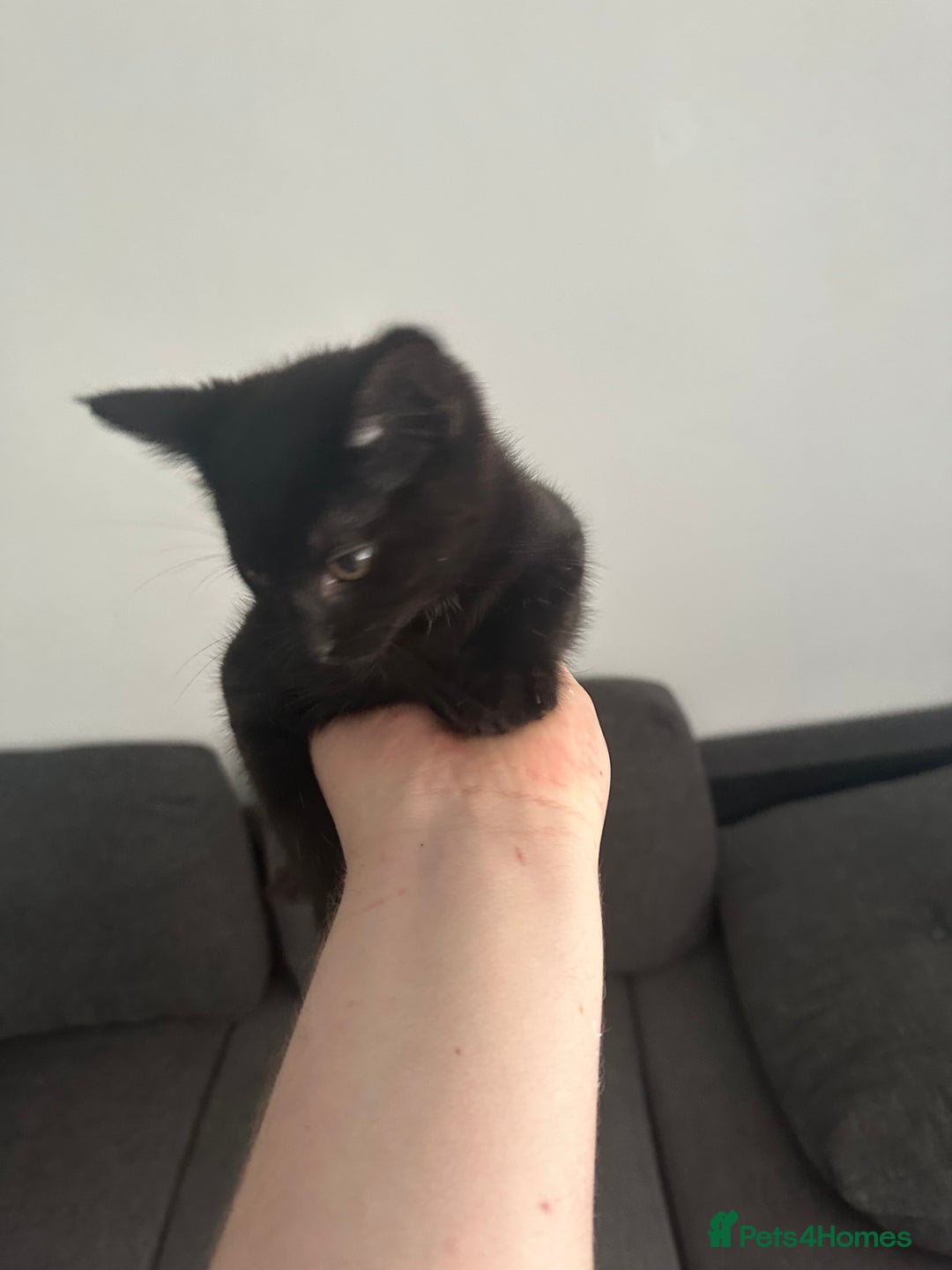 Domestic Shorthair cats for sale: Playful male kitten - Image 4