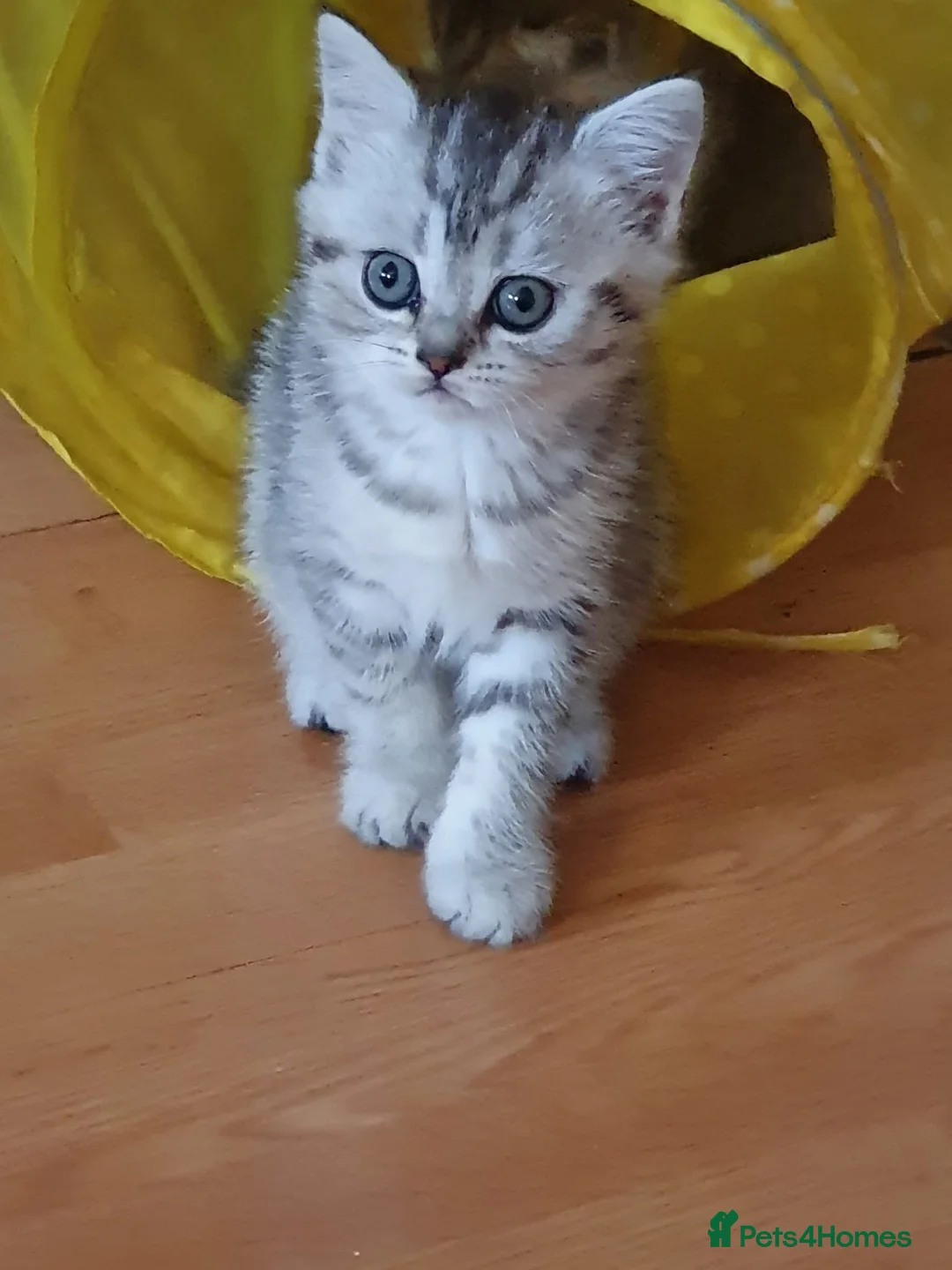 Scottish Fold cats for stud: Scottish straight cat for stud duties in Southampton - Advert 7