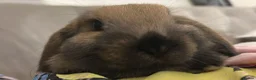 Mixed Breed rabbits for sale: Lion head and mini lop baby rabbits - Advert 20