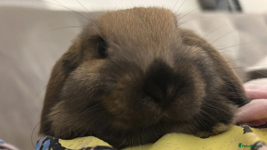 Mixed Breed rabbits for sale: Lion head and mini lop baby rabbits - Advert 20