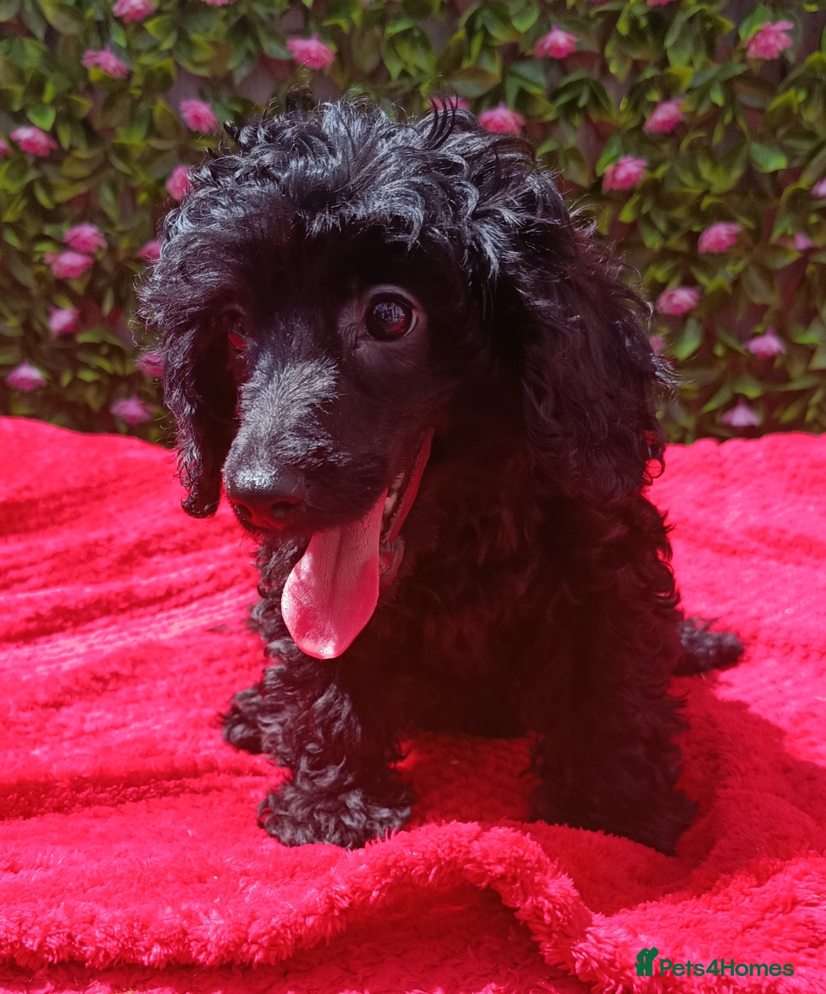 Cavapoo Puppy 2