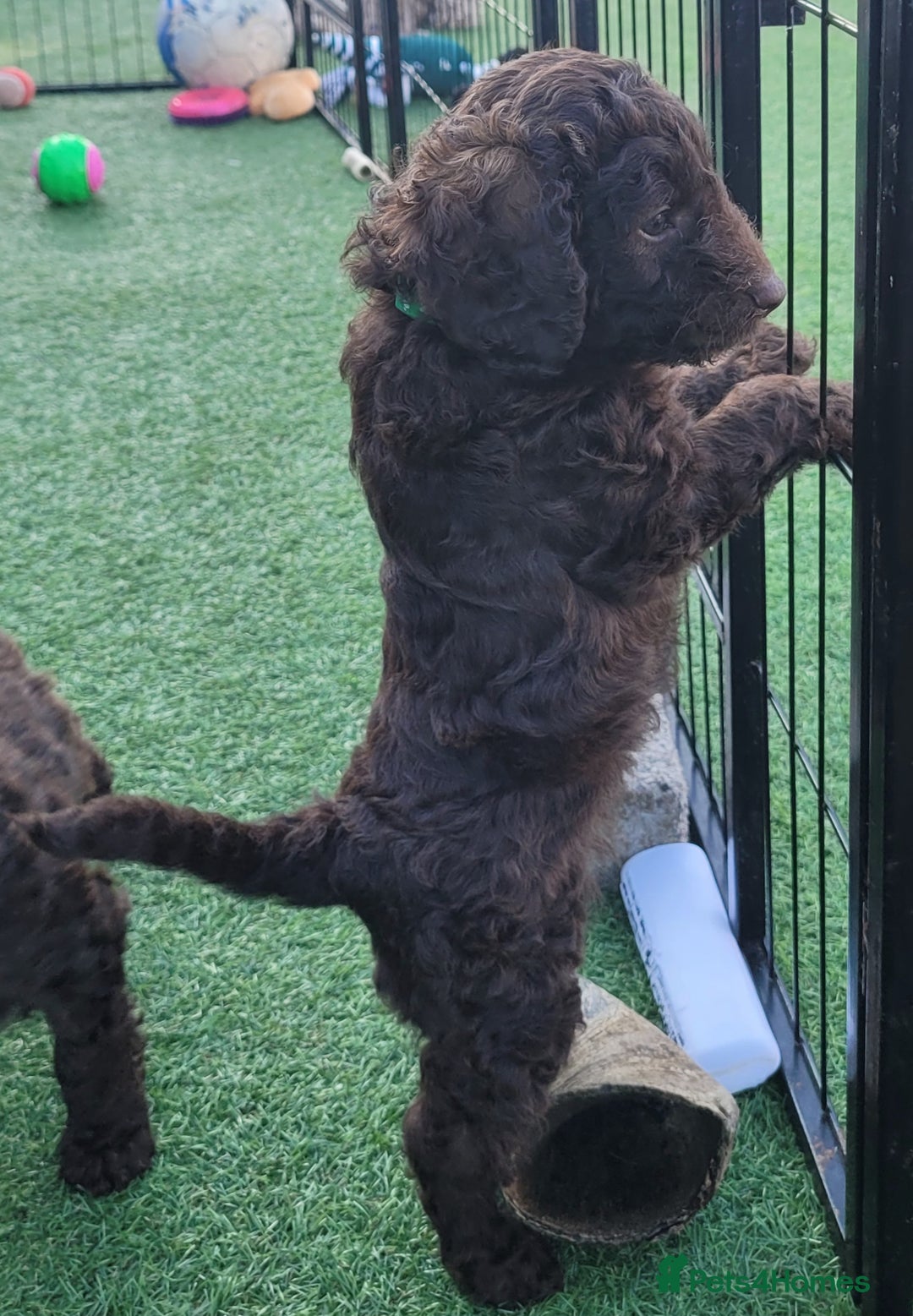 Sproodle dogs for sale: Gorgeous Chocolate Sproodle Puppies - Image 13
