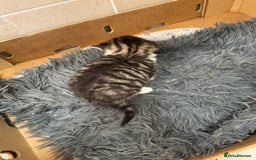 Mixed Breed cats for sale: 3 beautiful kittens  - Image 6