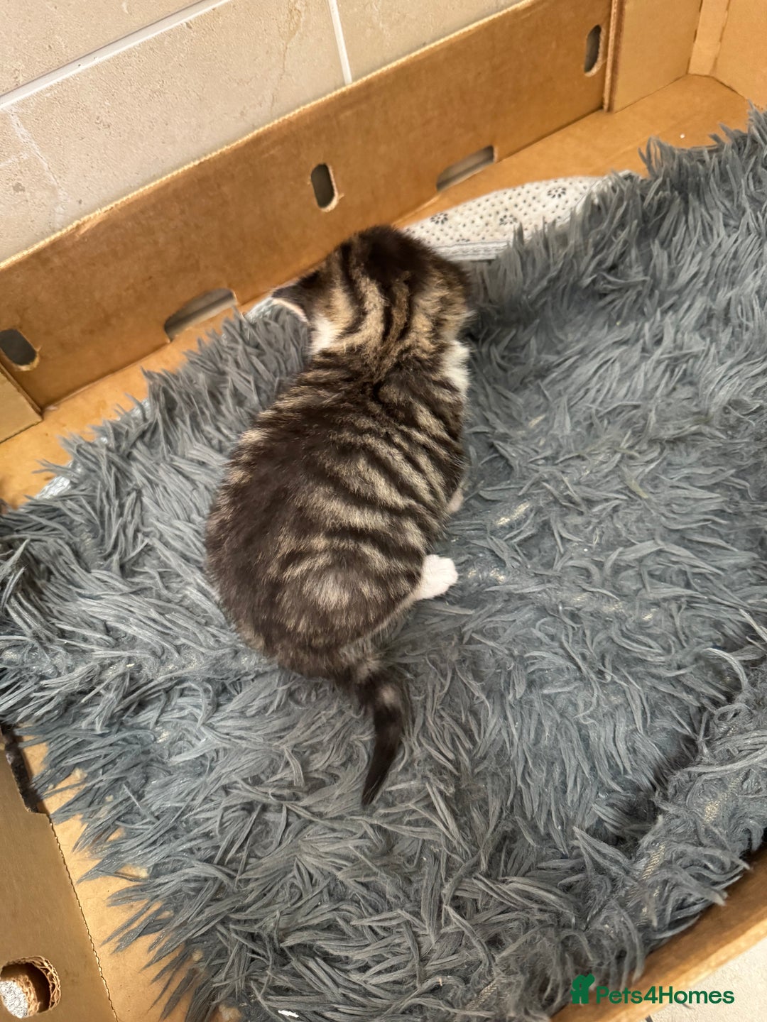 Mixed Breed cats for sale: 3 beautiful kittens  - Image 6