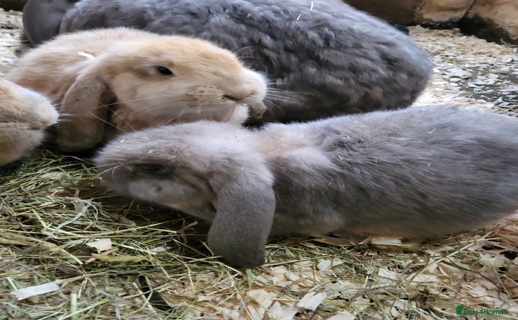 French Lop rabbits Pure breed Giant French lop - Advert 16